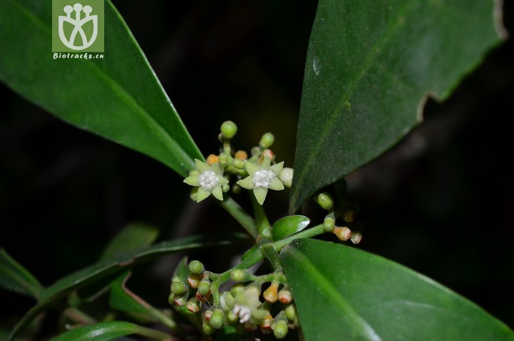 溪边九节(psychotria fluviatilis(11.