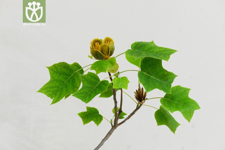 雜種鵝掌楸(liriodendron chinense × tulipifera) (38).