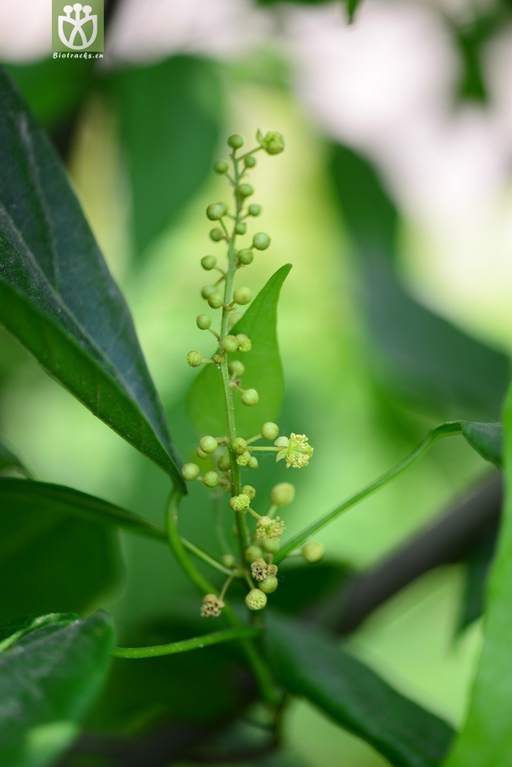 图片信息-kingdonia-植物云数据