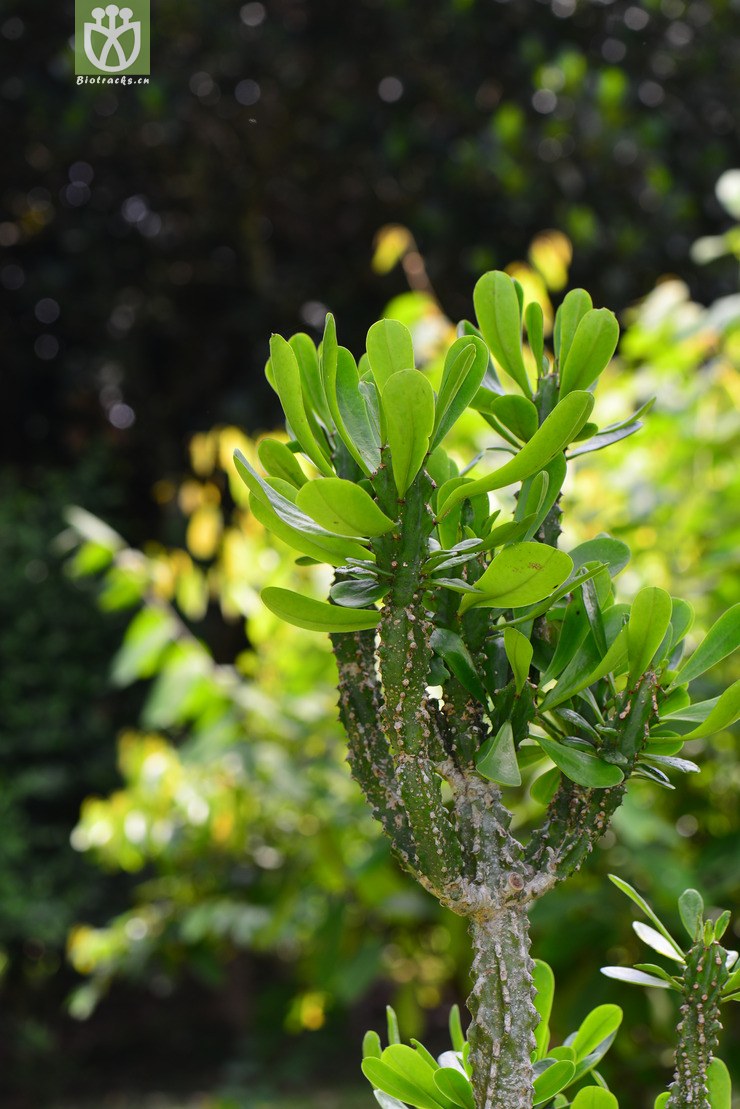 金刚纂(euphorbia neriifolia(2.jpg 相邻时间拍摄的照片 张