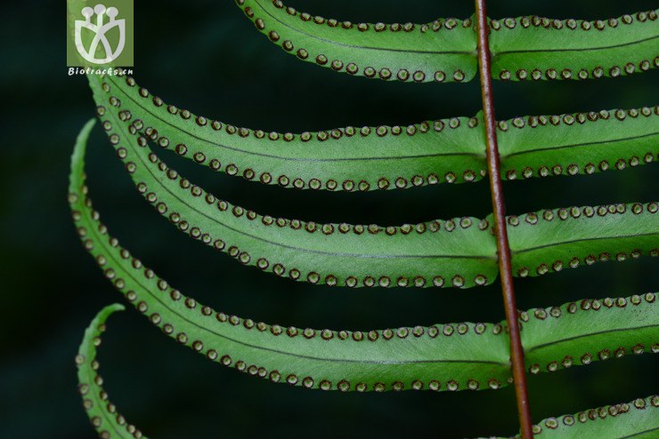 镰叶肾蕨(nephrolepis falcata) (2).jpg 相邻时间拍摄的照片      张