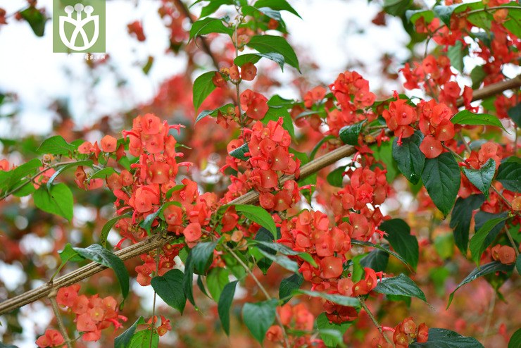 图片信息-kingdonia-植物云数据