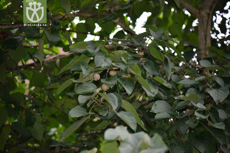 滑桃树(trewia nudiflora(1.jpg 相邻时间拍摄的照片 张