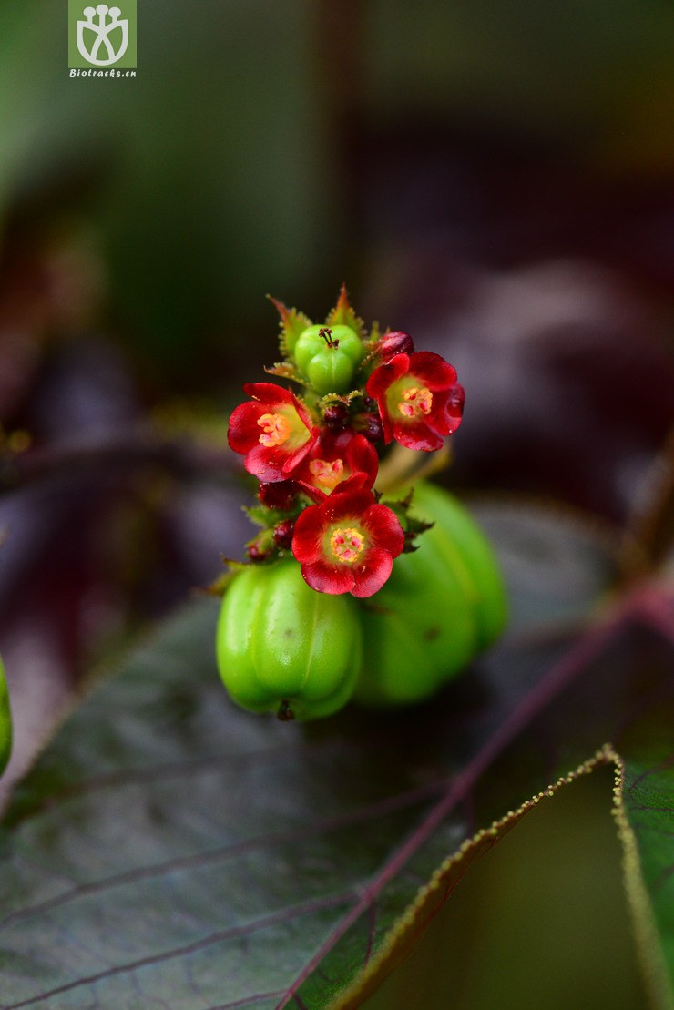棉叶珊瑚花(jatropha gossypiifolia) (3).