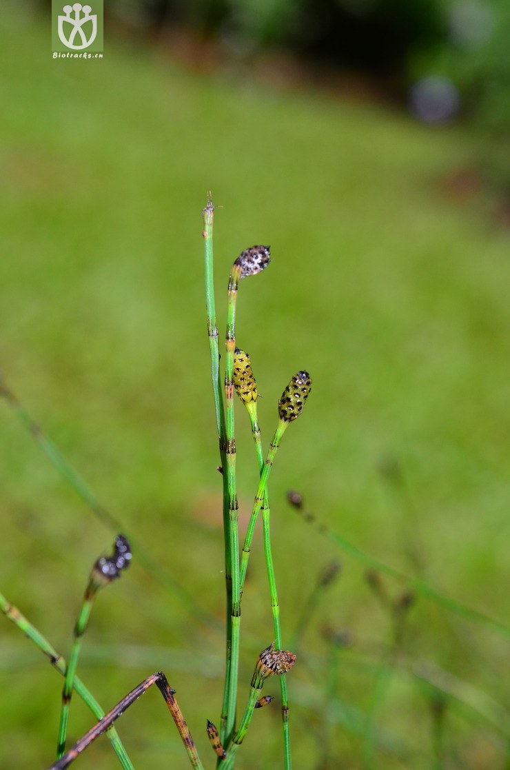 笔管草图片大全功效,芨芨草图片与效,牛大力图片效(第2页)_大山谷图库