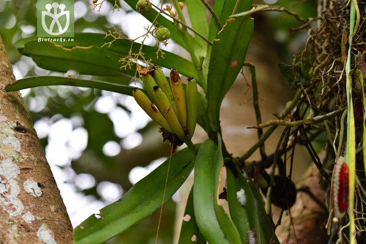 多花脆兰(acampe rigida) (2).jpg 相邻时间拍摄的照片      张