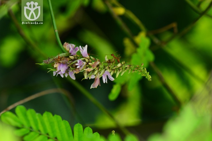 广州相思子(abrus cantoniensis) (1).