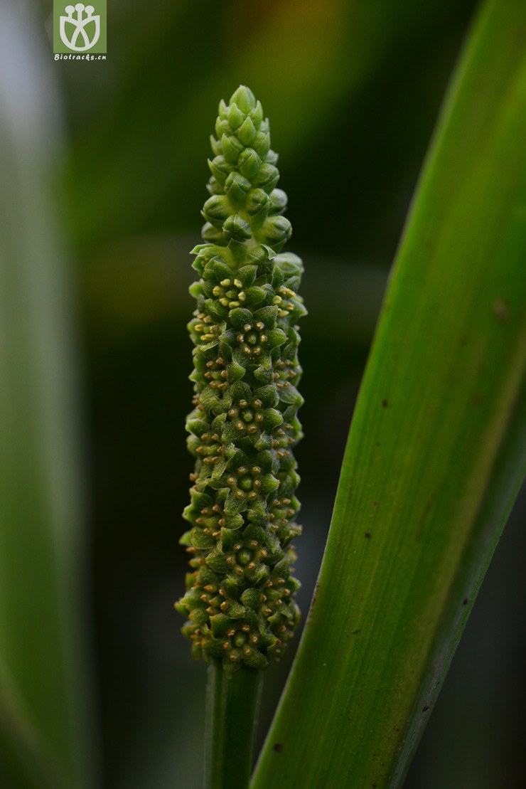 开口箭(campylandra chinensis) (1).jpg 相邻时间拍摄的照片    31张