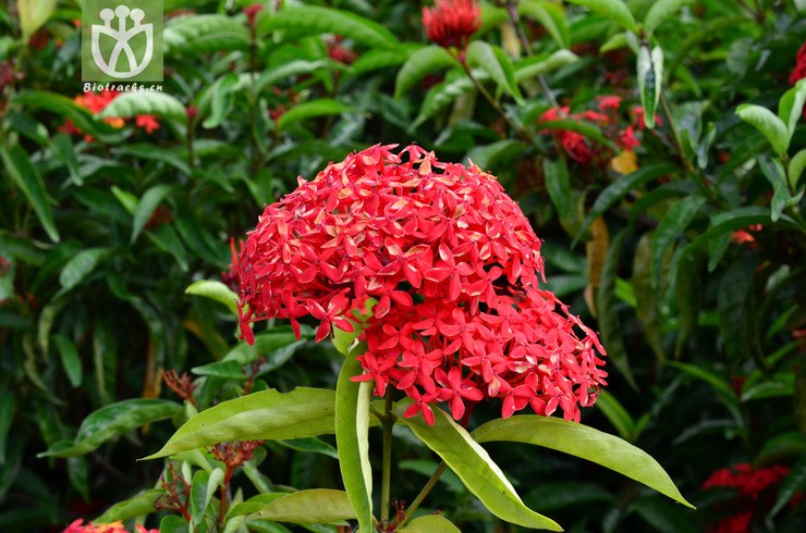 大王龙船花(ixora duffii super king) (3).