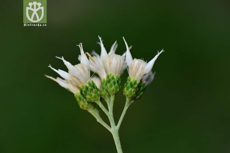 扁桃斑鳩菊(vernonia amygdalina) (5).