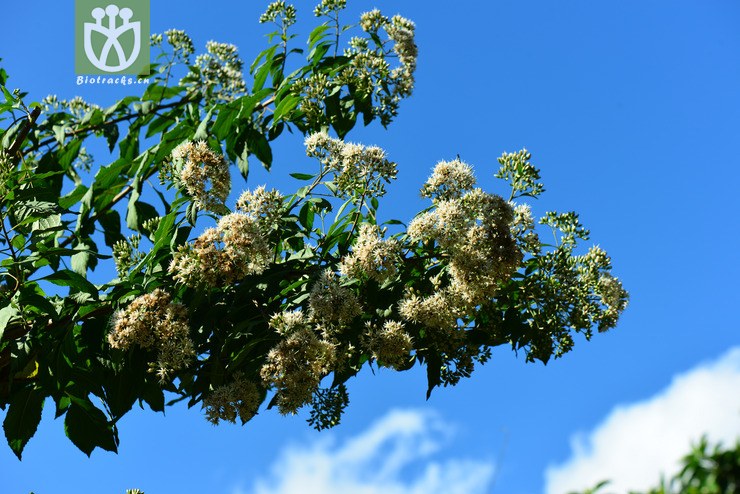 扁桃斑鸠菊(vernonia amygdalina) (1).