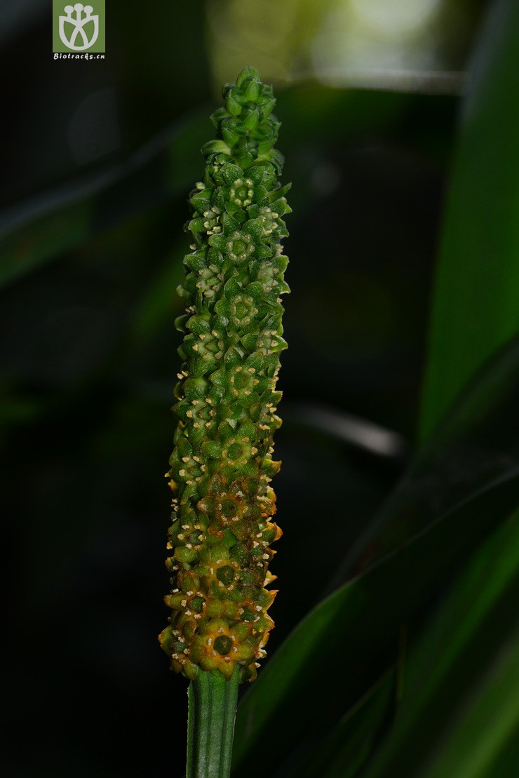 開口箭(campylandra chinensis) (4).jpg 相鄰時間拍攝的照片 31張