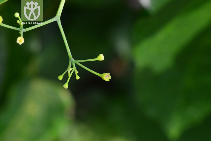 赤蒼藤(erythropalum scandens) (6).jpg 相鄰時間拍攝的照片 張