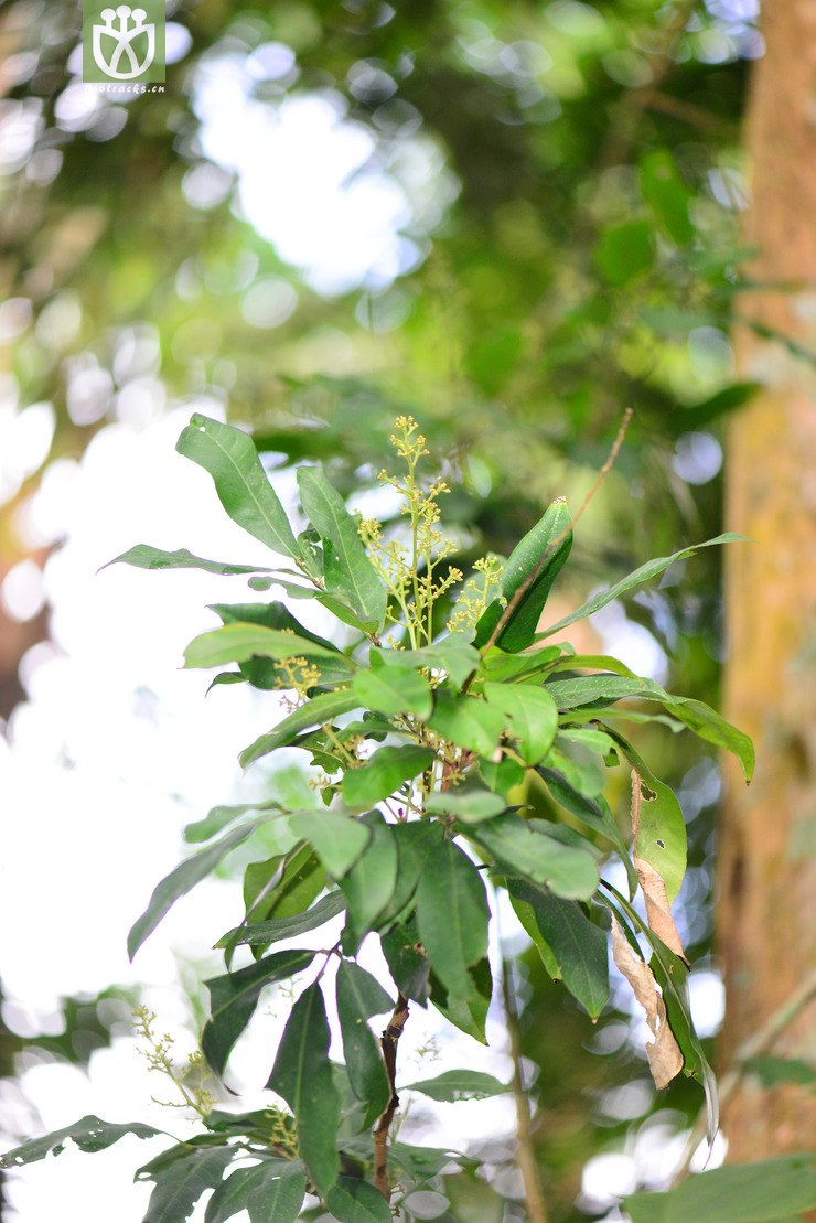 山小橘(glycosmis pentaphylla) (1).jpg 相邻时间拍摄的照片      张