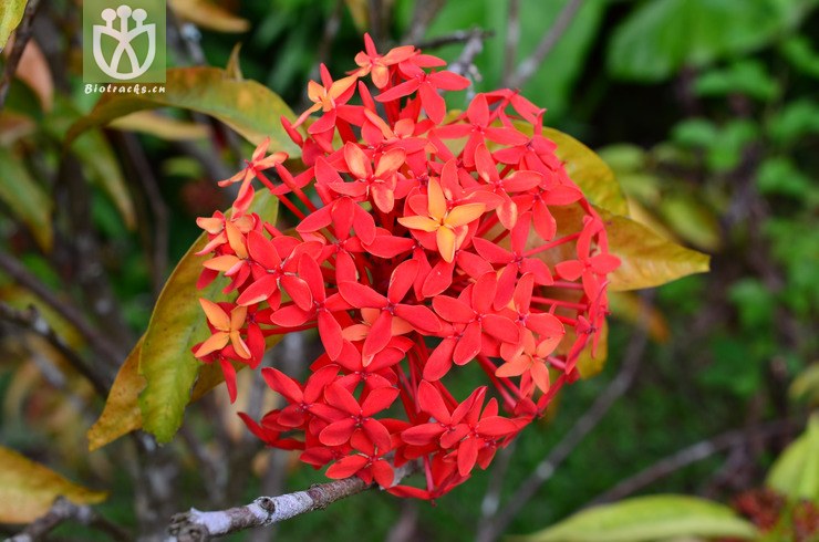 大王龙船花(ixora duffii super king) (4).