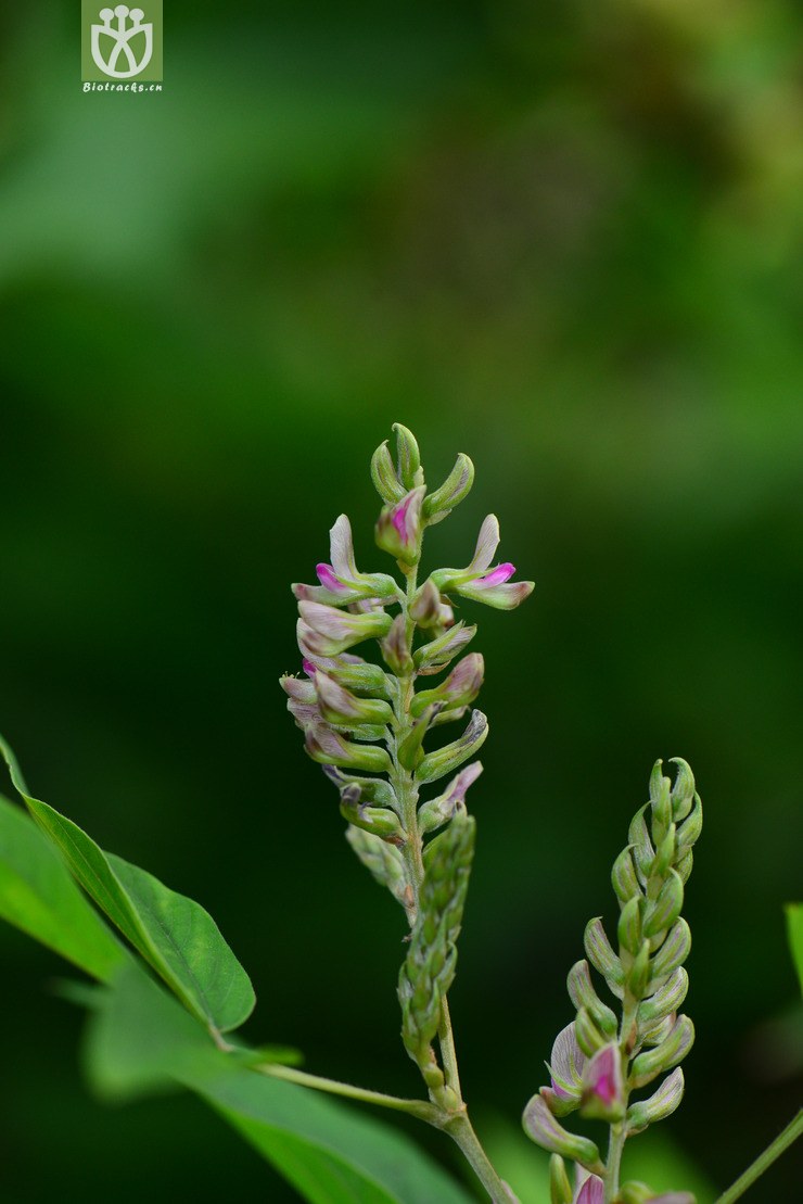 图片信息-kingdonia-植物云数据