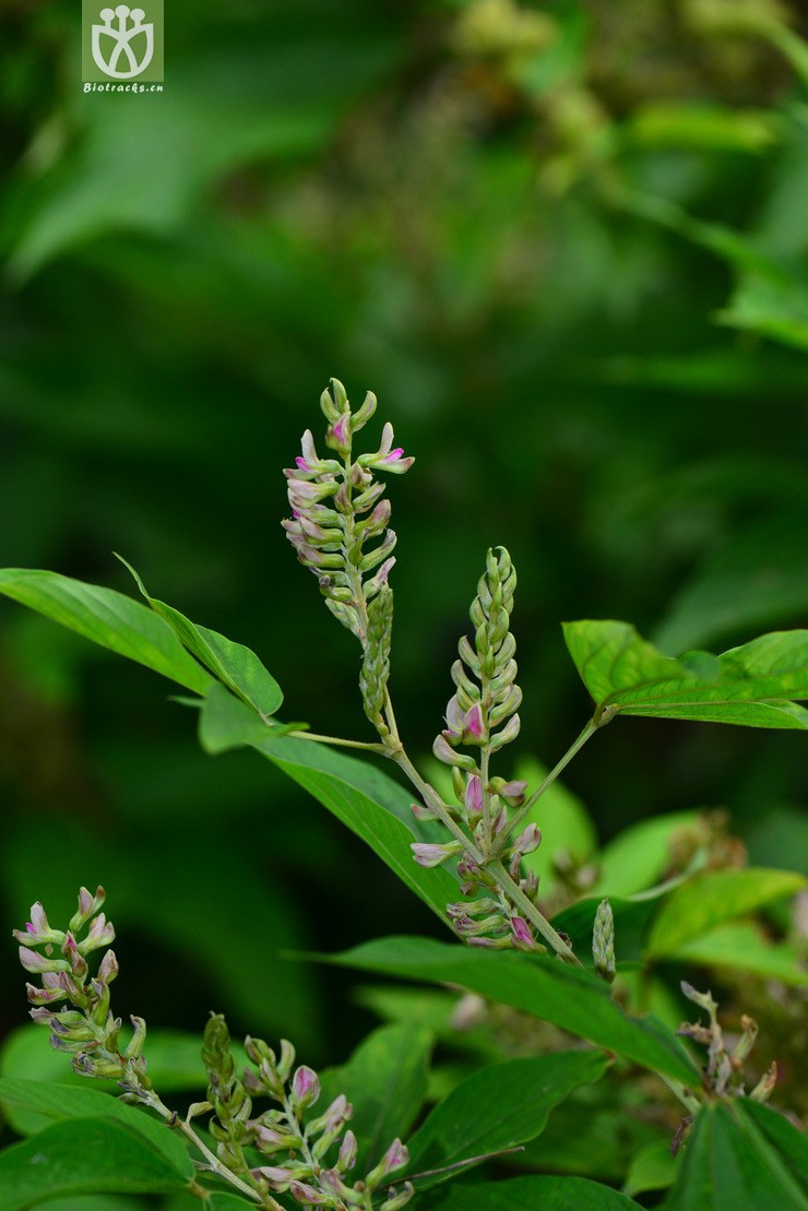 图片信息-kingdonia-植物云数据