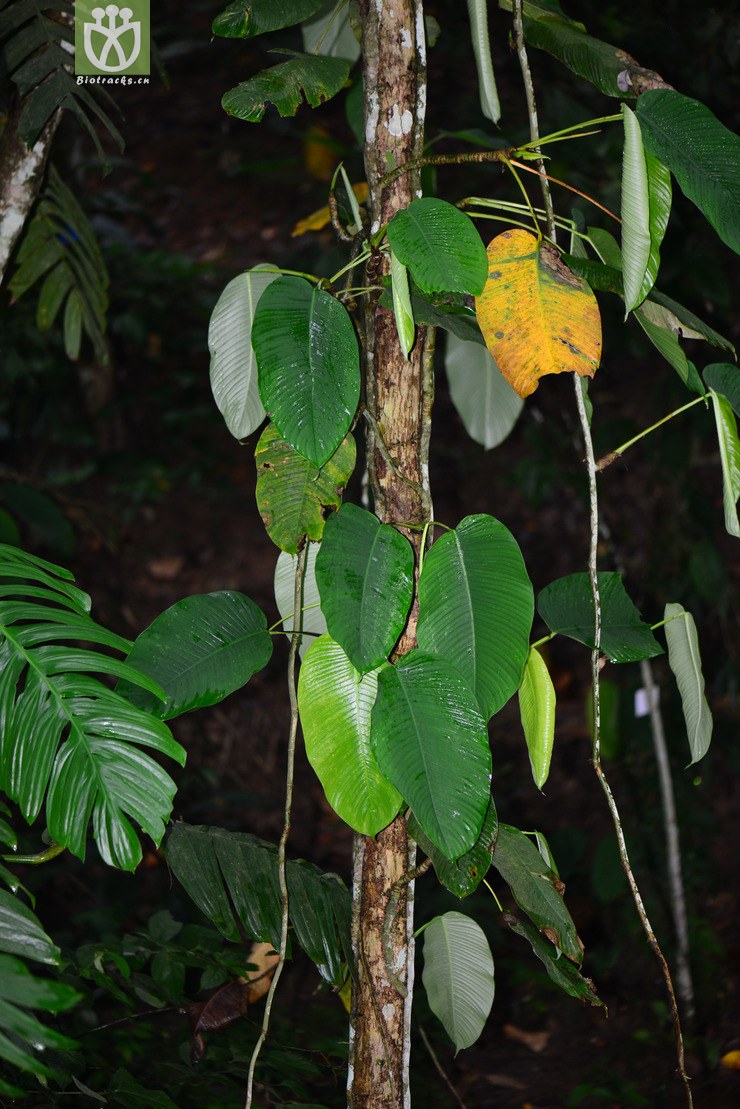 毛过山龙(rhaphidophora hookeri) (1).