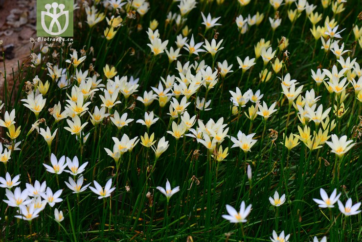 黄花葱兰(zephyranthes citrina) (1).