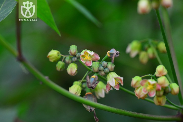 木薯(manihot esculenta) (5).jpg 相邻时间拍摄的照片    31张