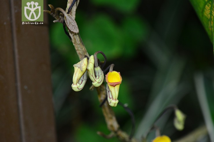 海南马兜铃(aristolochia hainanensis) (5).