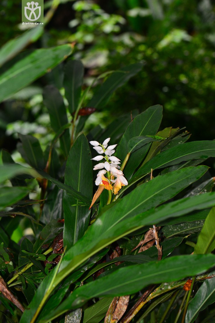 宽唇山姜(alpinia platychilus) (2).jpg 相邻时间拍摄的照片      张