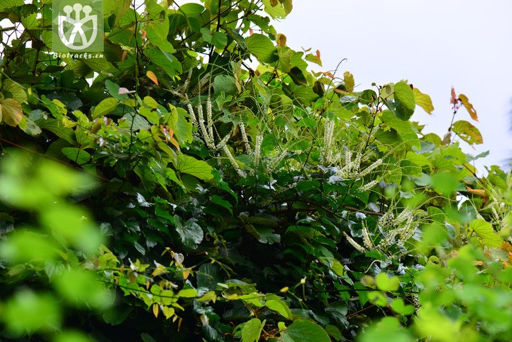 菱果羊蹄甲(bauhinia scandens var horsfieldii(9.