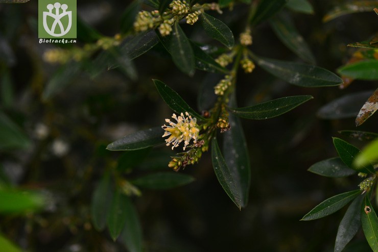 图片信息-kingdonia-植物云数据