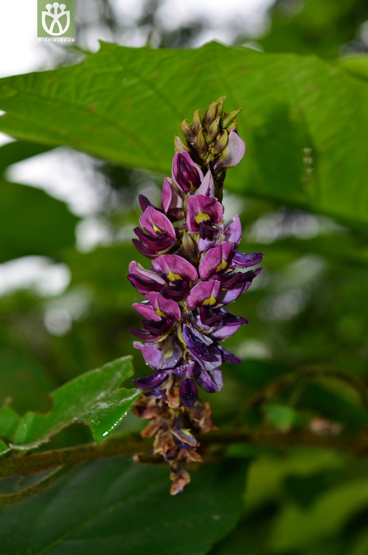 野葛(pueraria montana var. lobata) (0).