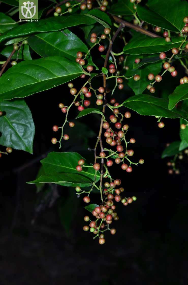 图片信息-kingdonia-植物云数据