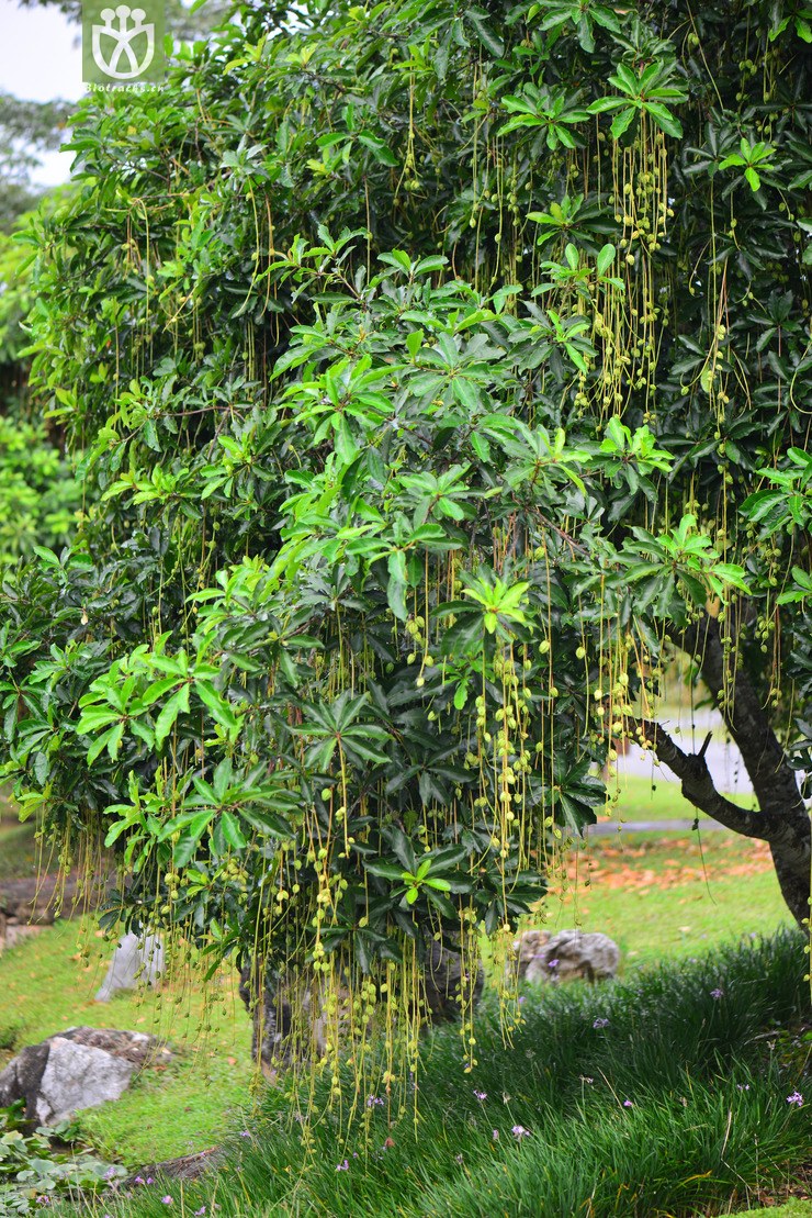 红花玉蕊(barringtonia acutangula) (1)