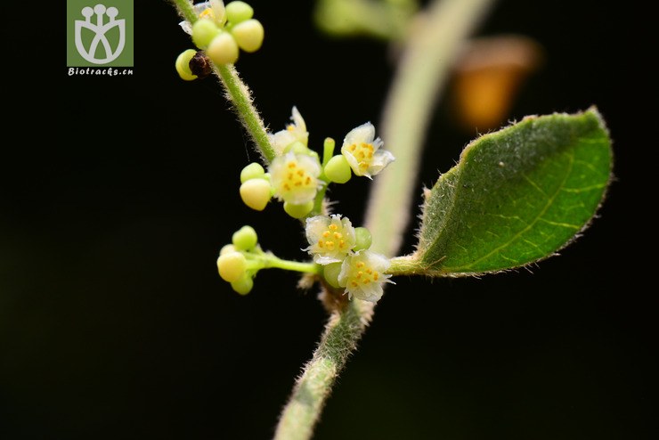 木防己(cocculus orbiculatus) (6).jpg 相邻时间拍摄的照片    31张