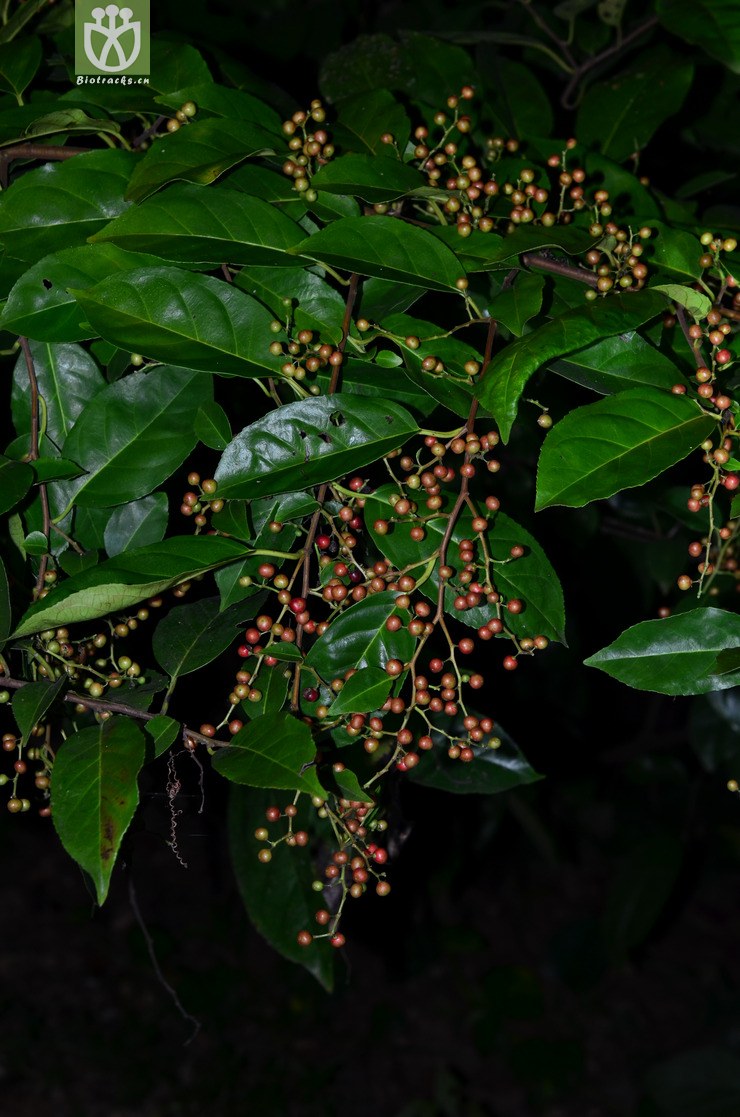 尼泊尔鼠李(rhamnus napalensis) (1).jpg 相邻时间拍摄的照片     张