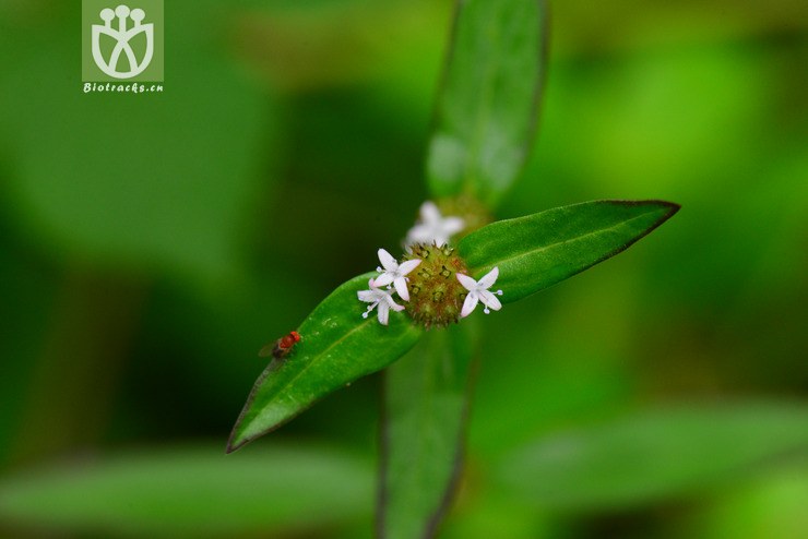 光叶丰花草(spermacoce remota) (3).jpg 相邻时间拍摄的照片      张