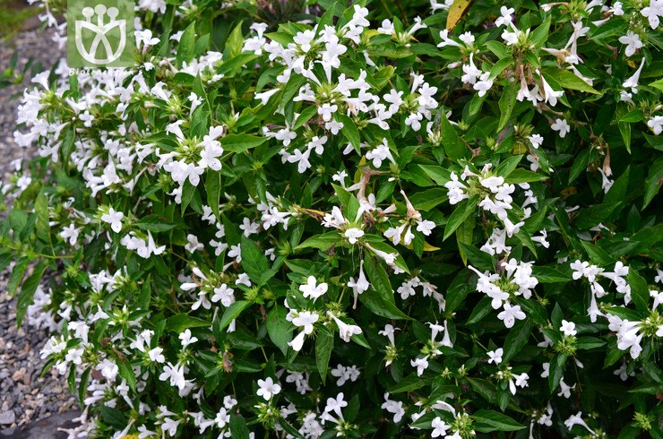 假杜鹃(barleria cristata) (0).jpg 相邻时间拍摄的照片      张