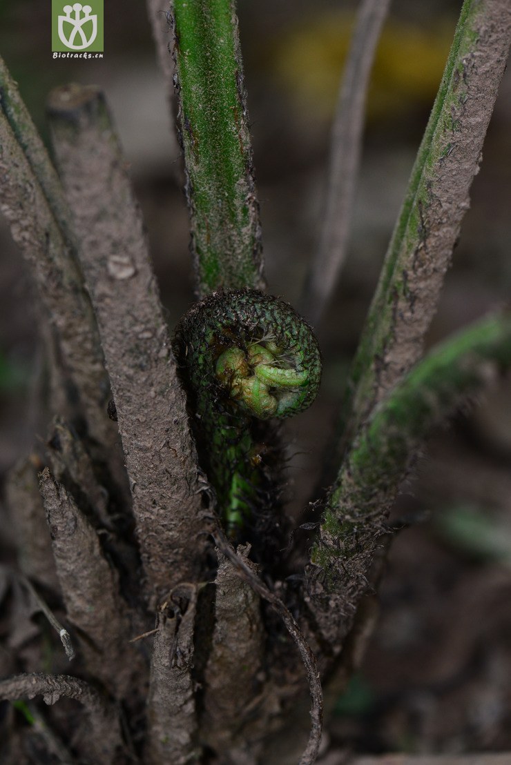 食用双盖蕨(diplazium esculentum) (2).