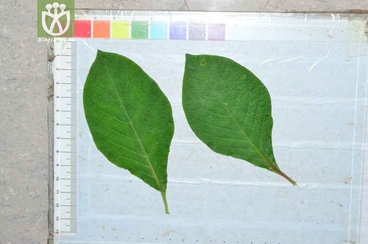 钝叶土牛膝(achyranthes aspera var. indica) (0).