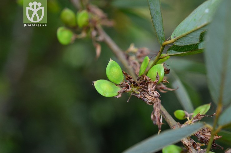 单节假木豆(dendrolobium lanceolatum) (0).