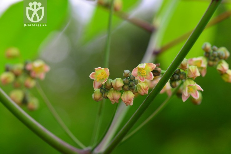 木薯(manihot esculenta) (3).jpg 相邻时间拍摄的照片    31张