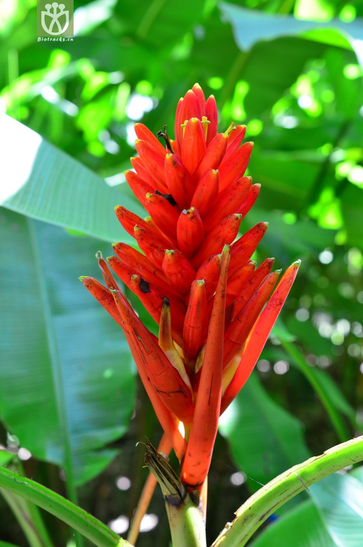 红蕉(musa coccinea) (0).jpg 相邻时间拍摄的照片      张
