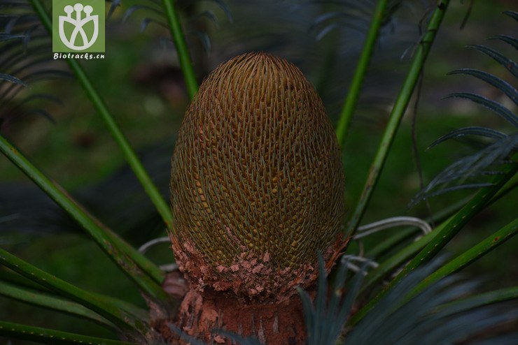 篦齿苏铁(cycas pectinata) (0).jpg 相邻时间拍摄的照片      张