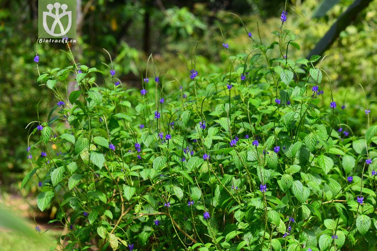 假马鞭(stachytarpheta jamaicensis) (1).