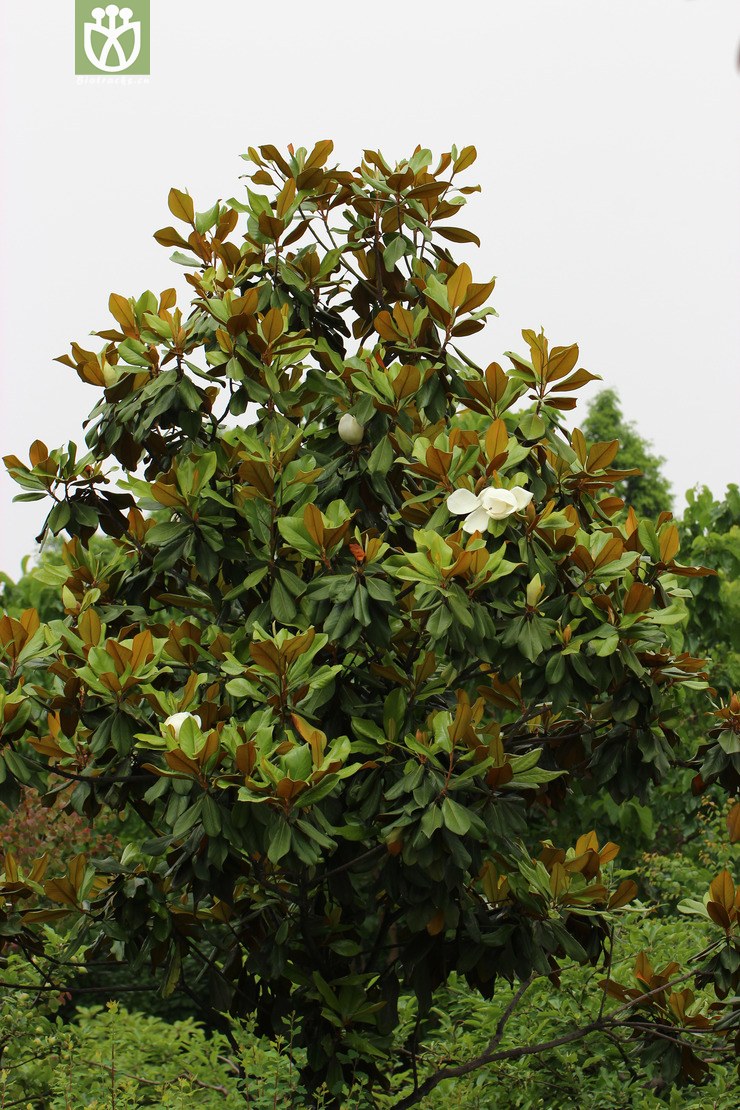 荷花玉兰(magnolia grandiflora) (4)