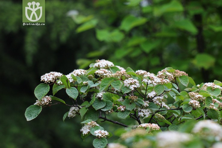 毛果绣线菊(spiraea trichocarpa) (11).