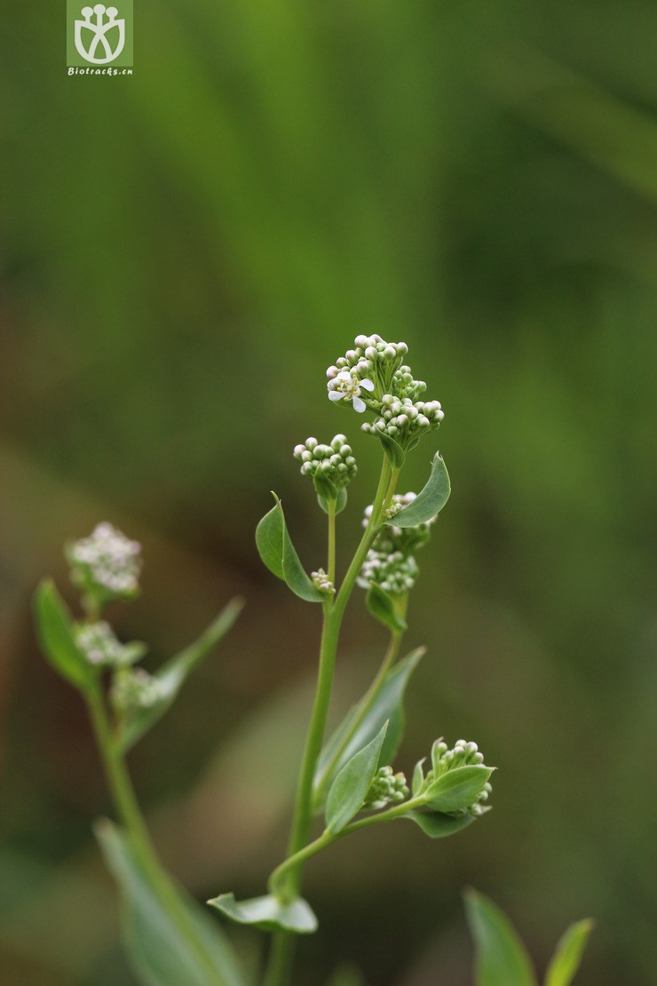 图片信息-kingdonia-植物云数据