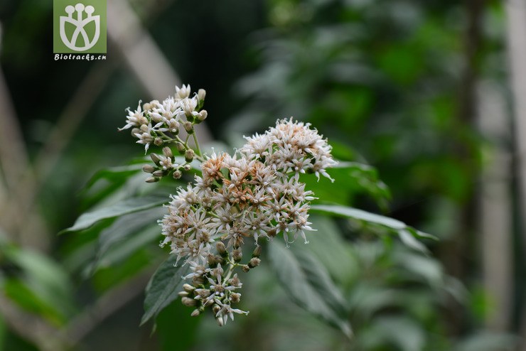 扁桃斑鳩菊(vernonia amygdalina) (9).