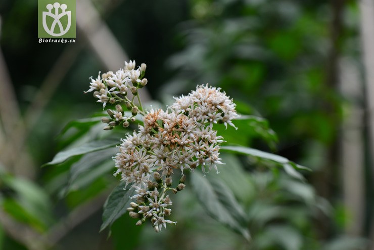 扁桃斑鸠菊(vernonia amygdalina) (9).