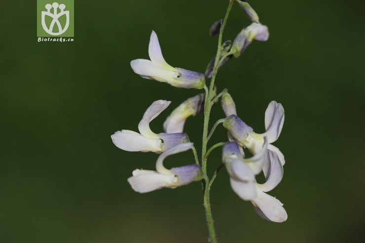 白刺花(sophora davidii) (3).jpg 相鄰時間拍攝的照片 張