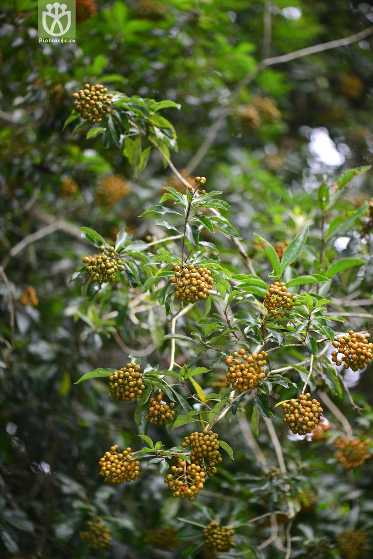 图片信息-kingdonia-植物云数据