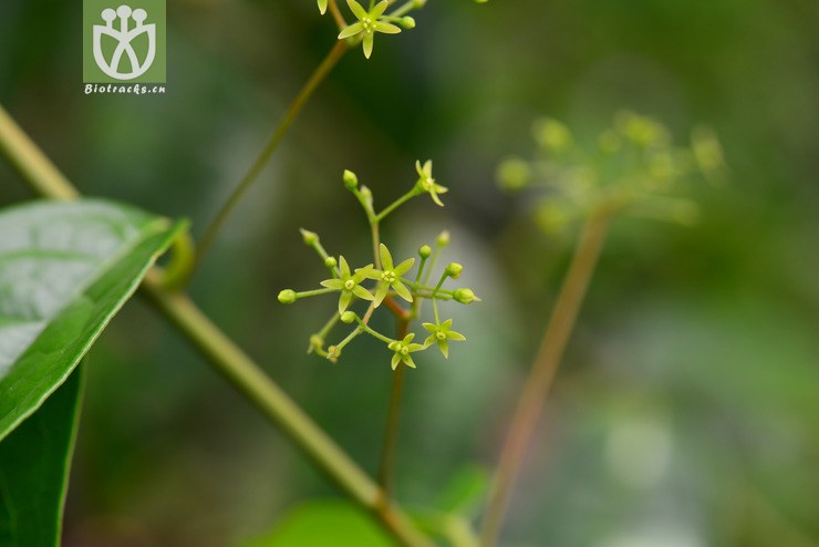 100 小花清风藤(sabia parviflora(8.